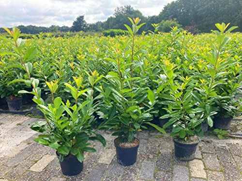 25st. Kirschlorbeer Novita 80-120cm Buschig XXL reine Pflanzenhöhe Prunus laurocerasus Lorbeer Gartenhecke Sichtschutz normal wachsende Sorte Heckenpflanze