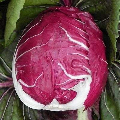 Aachondra Fresh 100pcs Borgoña Radicchio Semillas Vegetales