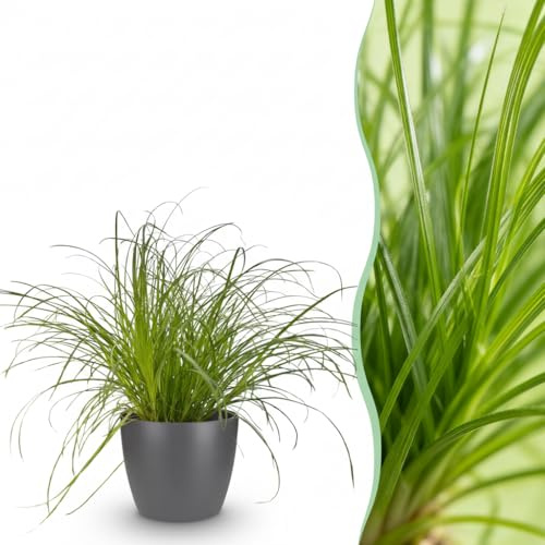 Cyperus alternifolius Zumula - Katzengras - Haustierfreundliche Pflanze - Grün - mit Potter Grey - 20cm - Ø12cm - Zimmerpflanze - Komplettes Set - Pflanze mit Topf