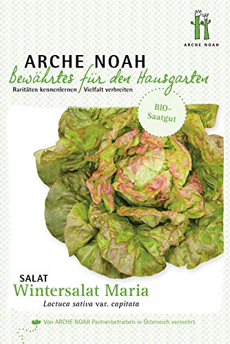 Arche Noah 8207 Salat Wintermarie (Bio-Salatsamen)