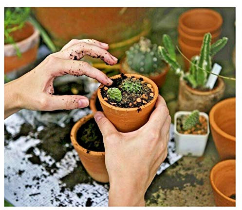 Mokuzai Cactus & Succulent Compost - Cacti Soil Block - Organic Fast Draining (for 1000 ml soil)