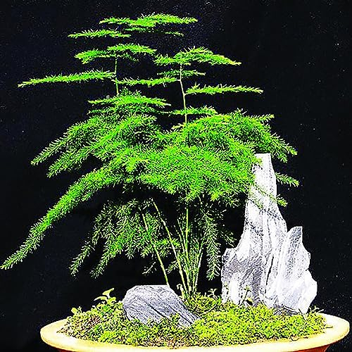 PERZOE 8 piezas de semillas de helecho espárrago, plantas de bonsái en maceta de hierbas perennes para el jardín de su casa