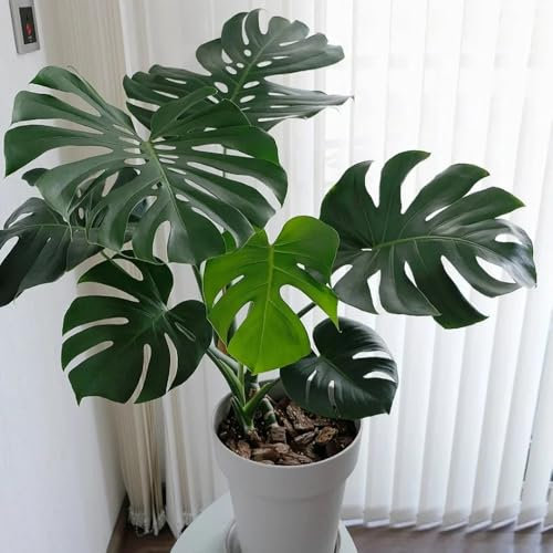 300 piezas Semillas de monstruo plantas en macetas para exterior, plantas en macetas resistentes Semillas de Monstera Deliciosa Variegata, plantas de interior balcón cama Plantas de