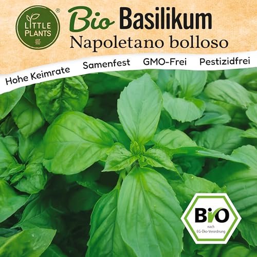 Little Plants BIO Basilikum Napoletanisch Samen 500 Basilikumsamen Kräutersamen Samenfest für Kräutergarten Kräuter Samen Küchenkräuter für Küche, Balkon und Garten