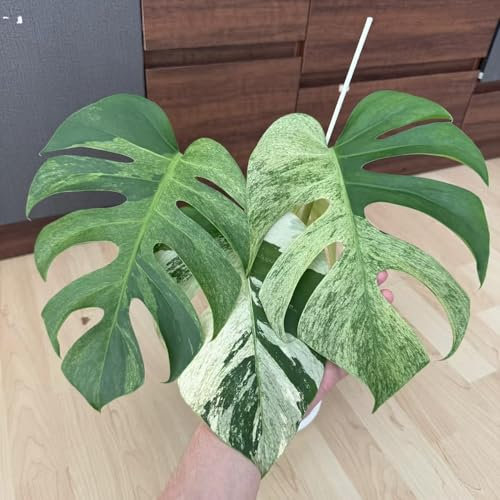 pianta di monstera - semi pianta in vaso piante resistenti per il giardino per gli amanti del giardino piante decorative semi di bonsai monstera deliziosa fiori da - rare - in 50pcs