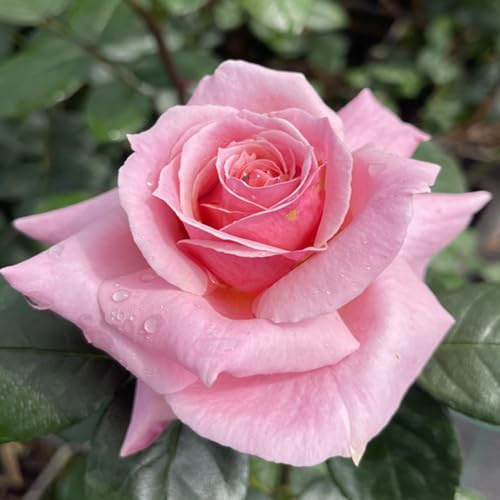 YouGarden Harkness Roses 'English Princess' Rose, Established Plant in 4 Litre Pot, Ready to Plant Pink Rose, For Patio Pots, Garden Beds and Borders, Fragrant Flowers