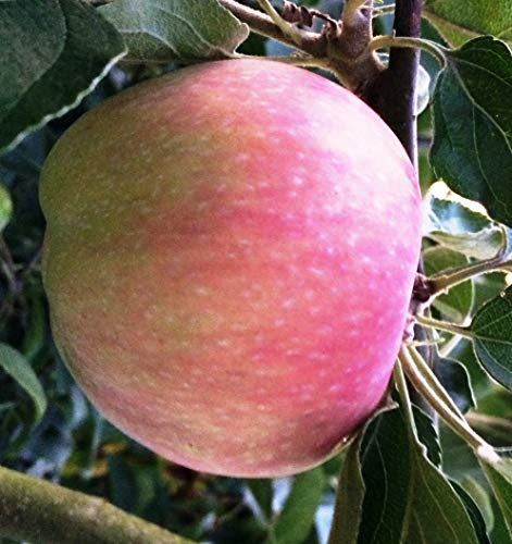 Säulenapfel Canada, Apfelbaum 4 jährig ca.160 cm. im Container.Säulen Spätsommer Äpfel