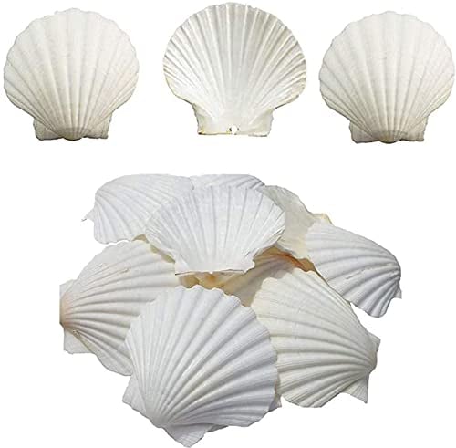 SKOOLOVE 16 PCS Coquillages Blancs de 7 cm-10 cm, Grands Coquillages Naturels, pour Décoration de Mariage, Fête sur Le Thème de la Plage et Océan Crafts la Décoration