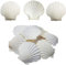 SKOOLOVE 16 PCS Coquillages Blancs de 7 cm-10 cm, Grands Coquillages Naturels, pour Décoration de Mariage, Fête sur Le Thème de la Plage et Océan Crafts la Décoration