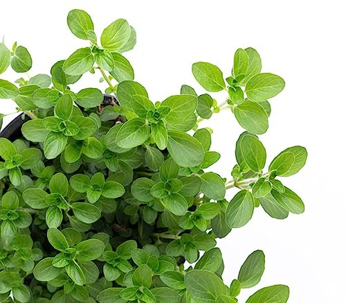 350 pcs Oregano Samen Mehrjährig Indoor Kräutergarten, Zimmerpflanzen Samen (Origanum vulgare) Winterharte Pflanzen Für Balkon, Samen Geschenk Balkonpflanzen, Alte Sorten Saatgut Pflanzen