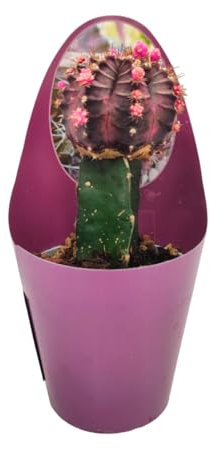 Verdecora Cactus Injertado en maceta Ø6,6cm | Gymnocalycium spp. | Planta de Interior y Exterior | Exóticas y Colores Vibrantes | Fácil cuidado | Ideal para Decoración y Colección