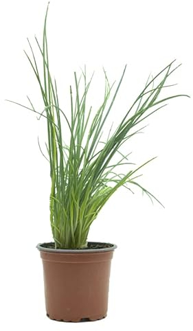 Planta Natural de Cebollino Planta Aromática Viva de Interior y Exterior Huerto Urbano y Jardín Fácil Cuidado - Altura: 20 cm - Maceta de 10 cm