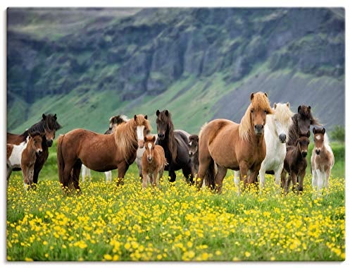 ARTLAND Wanddeko Leinwand Bilder Wandbild Pferd Wildpferde Herde Isländer Island Tiere Natur Landschaft Blumen T1SL
