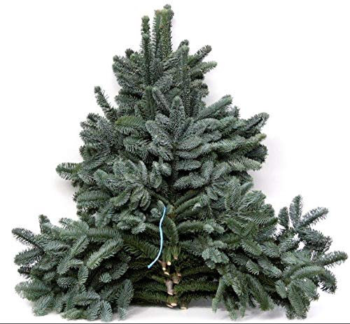 POWERS TO FLOWERS - MAZZI DI PINO ARGENTATO FRESCO 15KG, MAZZI DI ABETE, ABETE RECISO, Vero Abete tagliato pronto all'uso