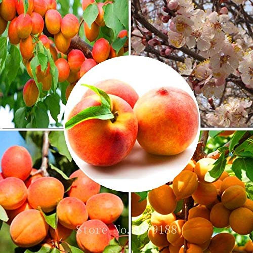 Portal Cool Las semillas del paquete: 5 pedazos/bolso albaricoquero Uk alta tasa de supervivencia Bonsai fruta para Hom