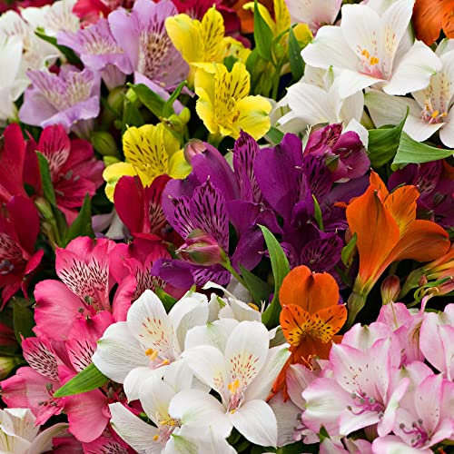 5 Garden Ready Alstroemeria Plants | Outdoor Flowering Plant Collection in Pots for Flower Beds, Borders & Containers - 9cm Pots