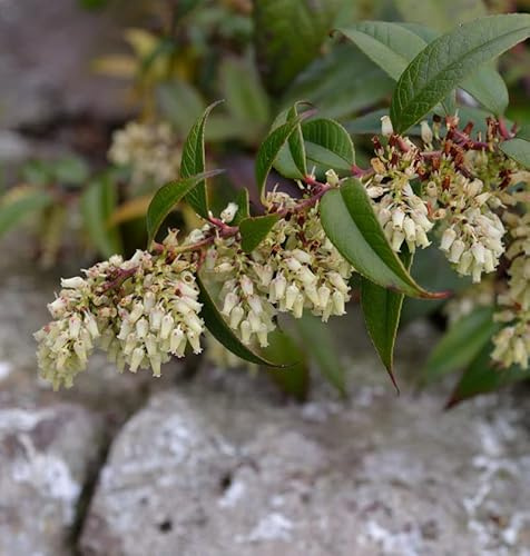 Traubenheide 60-80cm - Leucothoe fontanesiana - lebende Gartenpflanze aus den Baumschulen