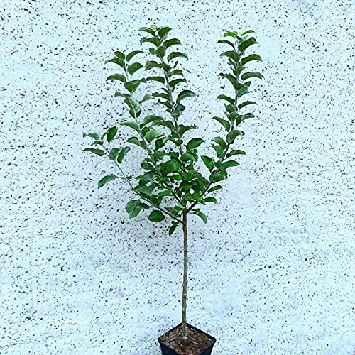 Roter Gravensteiner Herbstapfel Zwergbaum einjährig Topfballen M9