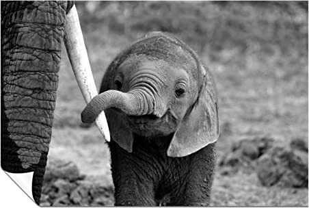 Panther Print Fine Art Prints Black & White Baby Elephant holding Mother's Tusk Close Up Artistic Unframed Poster, Pictures for Home Walls, Bedroom, Living Room & Bathroom Decor 61x41cm (24x16in)