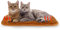 NAMOTEK Self-Warming Cat Pad Indoor/Outdoor Super Soft Self Heating Pet Mat Washable Thermal Pad for Cat & Dog 75 x 50 cm