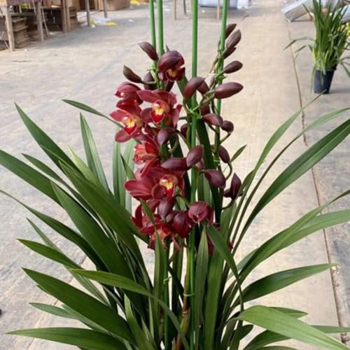 Hardy Perennial,Canna Plants UK, Excellent Display Cymbidium Orchid Bulbs Ornamental Plants Cold-Resistant Easy to Grow Suitable for Indoor Gardens -8bulbs-C