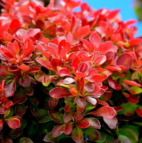 Zwerg Berberitze Orange Ice® 15-20cm - Berberis thunbergii - lebende Gartenpflanze aus den Baumschulen