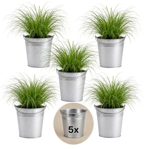Pflanze Plus | Herbe à chat (Cyperus zumula) | Lot de 5 plantes avec pot en zinc | Plante d'intérieur facile d'entretien