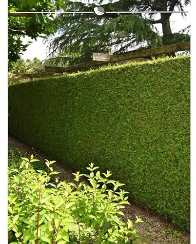 Lebensbaum Thuja plicata Martin 140-160 cm. 30 Thuja Pflanzen. Thuja Konifere