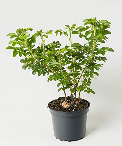 Apfel- / Kartoffel-Rose Alba - Rosa rugosa Alba 40-60 cm hoch - Garten von Ehren