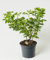 Apfel- / Kartoffel-Rose Alba - Rosa rugosa Alba 40-60 cm hoch - Garten von Ehren