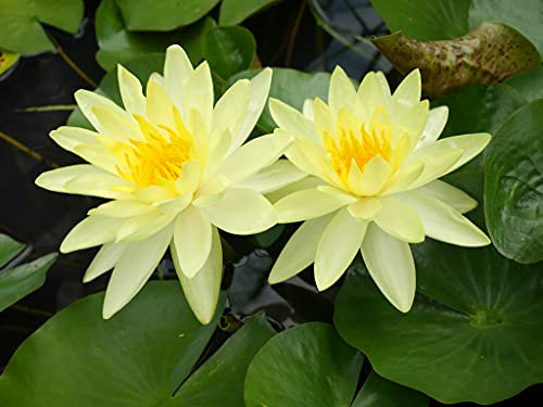 Lincolnshire Pond Plants Ltd - Charlene Strawn Water Lily - Live Water Plant Aquatic Pond Lake Marginal - Kit