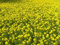 Semilla de maceta 100G: Mostaza Abono verde de rápido crecimiento Most Soil UK Standard Seeds