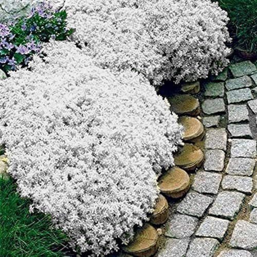 250/550/1000 Graines de Cresson de Roche, Graine de Thym Serpolet Couvre-Sol Plante Vivace, Graines Fleurs à Semer, Semences de Thym Rampant pour Jardin Décor, Faciles à Planter (Blanc, 250)