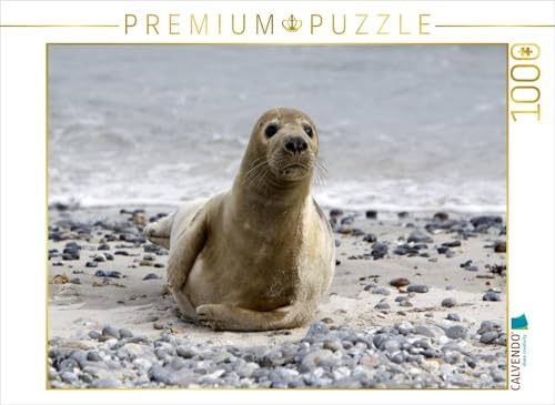 CALVENDO Puzzle Kegelrobbe | 1000 Teile Lege-Größe 64 x 48 cm Foto-Puzzle für glückliche Stunden