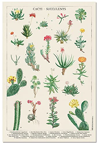 Grupo Erik Botanical Cacti Poster - Blumen Poster - Blumen Deko - Kunstdruck - Deko Wohnzimmer oder Deko Schlafzimmer - Kunstdruck - Deko Wohnzimmer - Größe : 61 x 91
