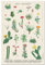 Grupo Erik Botanical Cacti Poster - Blumen Poster - Blumen Deko - Kunstdruck - Deko Wohnzimmer oder Deko Schlafzimmer - Kunstdruck - Deko Wohnzimmer - Größe : 61 x 91