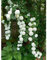 Aamish 100 piezas de semillas de flores de hortensia trepadora