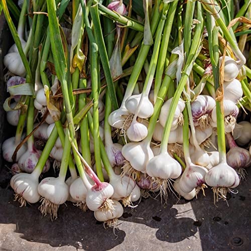 BRKENT Pflanzknoblauch Winterknoblauch GemüSe KräUtergarten Balkon Knoblauch Pflanzen GemüSepflanzen Balkonpflanzen Zwiebeln Winterharte Stauden Frisch KüChe 4 Steckknoblauch, Weiß