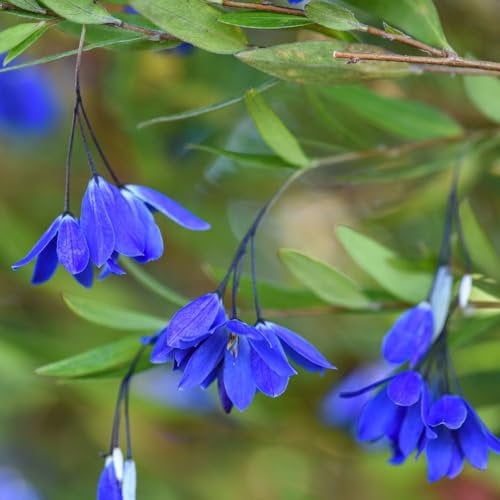 Sollya heterophylla 'Ultra Blue' - Captivating Evergreen Climber - Profuse Bell-Shaped Flowers for Patio or Conservatory - Vibrant Blue Flowers for Your Garden - 1x 3 Litre Pot by Thompson and Morgan