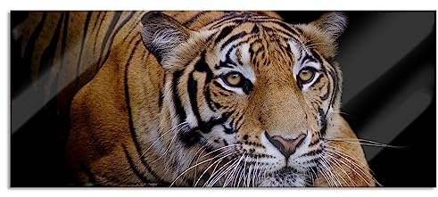 Pixxprint Glasbild Panorama, Wandbild aus Echtglas, Mächtiger lauernder Tiger, 120x50 cm, inkl. Aufhängung und Abstandshalter