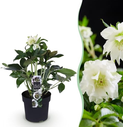 GreenboutiQ - Gartenpflanze - Lenten Rose - Helleborus orientalis Double Ellen White - Weiße Blume - 1 Pflanze - Immergrün - Topf 14cm Höhe 35cm