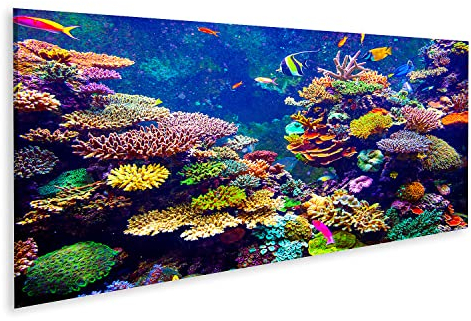 islandburner Bild auf Leinwand Singapur Aquarium Korallenriff Tropische Fische Sonnenlicht Bilder Wandbilder Poster
