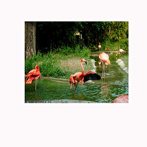 Fototapete Flamingo 300x200cm Selbstklebend Wandgemälde Wand Dekoration Schlafzimmer Tapete