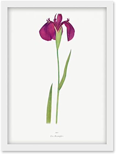 Wee Blue Coo Japanese Water Iris Flower Floral Stem Illustration on White Artwork Framed Wall Art Print A4