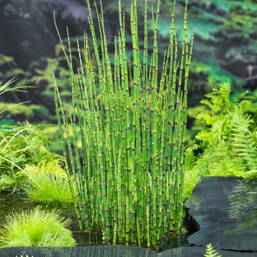 Dry Equisetum Japonica + Plastic Pot Black + Gold– Evergreen Aquatic Plant for Ponds, Patios & Indoor Spaces, Low Maintenance, Non-Invasive, 1 x 1 Pond Kit by Thompson and Morgan