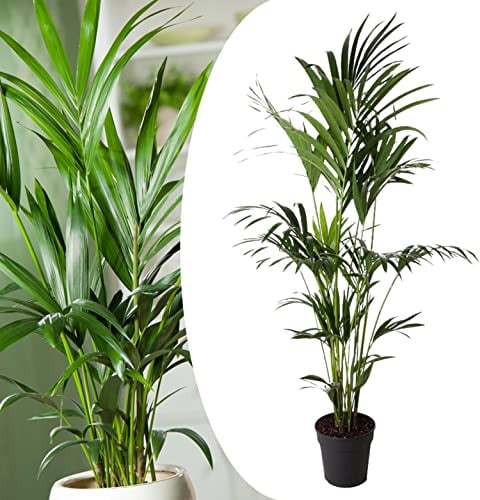 Plant in a Box - Howea forsteriana - Kentia Farn-Palme - Zimmerpflanze - Immergrün - Topf 24cm - Höhe 150-170cm