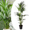 Plant in a Box - Howea forsteriana - Kentia Farn-Palme - Zimmerpflanze - Immergrün - Topf 24cm - Höhe 150-170cm