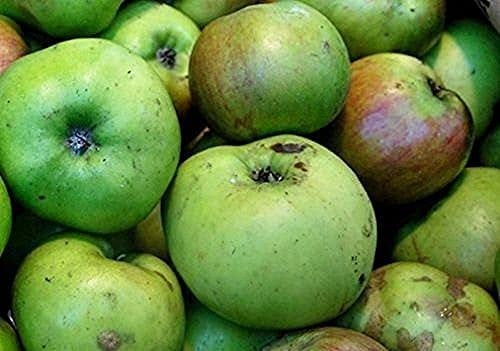 Malus Bramley Apple Fruit Tree 6ft Large Specimen Supplied in a 10 Litre Pot