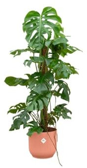 Oferta combinada Monstera Pertusum XL incluyendo elho Vibes Fold Round Ø30 rosa – 120 cm