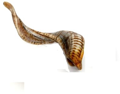 Brillibrum Design echtes Schafhorn 1 Stück dunkel Schafhörner ein kleines Schaf-Horn poliert Gehörn Widder kleines Ziegenhorn Methorn Jagd Geweih Horn (20-30cm)
